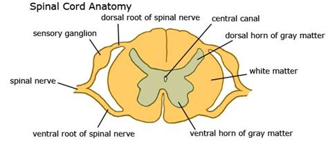 dorsal root of spinal nerve - بحث Google | Spinal nerve, Spinal cord ...