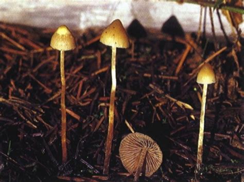 Psilocybe silvatica: Identification, Potency, Effects, Dosage & Look Alikes