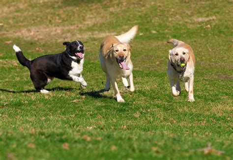 Best Dog Parks in Suwanee | Suwanee Dog Parks | The Paw Plex