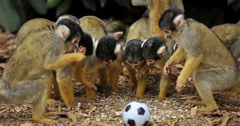 Cute monkeys playing soccer/football (4 pics) | Amazing Creatures