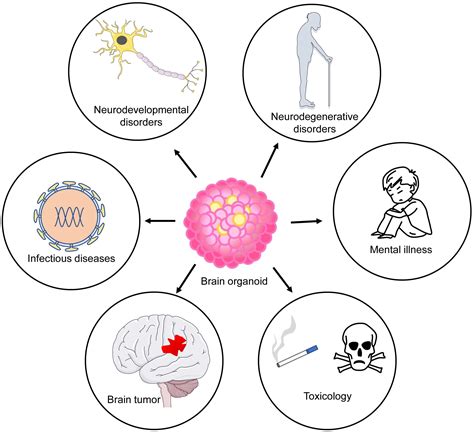 Frontiers | The Application of Brain Organoids: From Neuronal ...