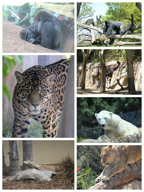 San Diego Zoo–A Southern California MUST See! (and kids get in FREE in ...