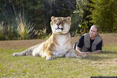 Meet Hercules the Liger, The World’s Largest Living Cat : Family Life Goals