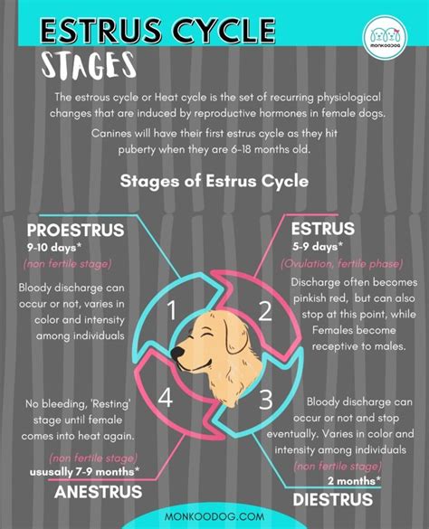 Stages of Estrus Cycle in Dogs - Monkoodog