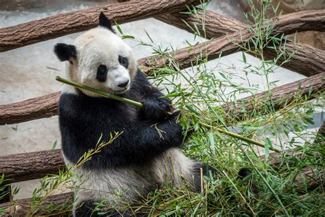 Panda géant Zoo de Beauval - BJF Regards