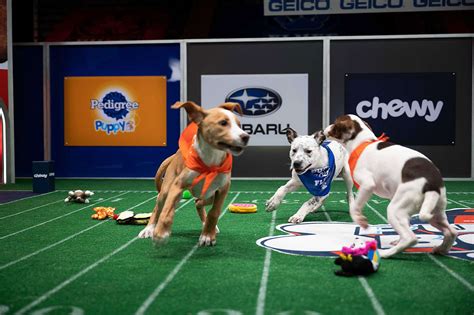 How to Watch the 2023 Puppy Bowl on Super Bowl Sunday