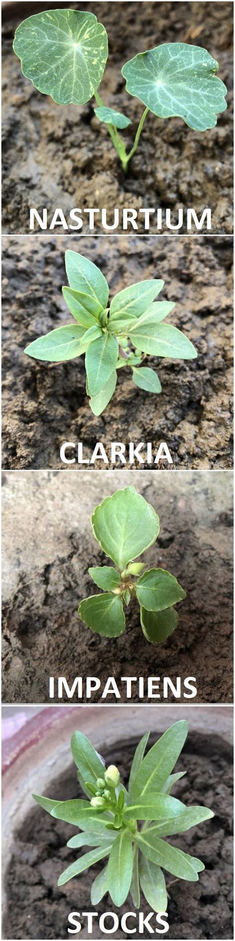 FLOWER SEEDLING IDENTIFICATION. If you have sown seeds but do not know ...