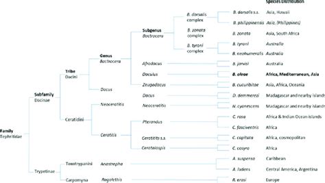 2 Classification and distribution of 17 Tephritidae species. Adapted ...