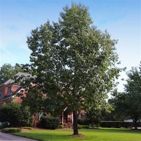 Northern Red Oak Trees for Sale | BrighterBlooms.com