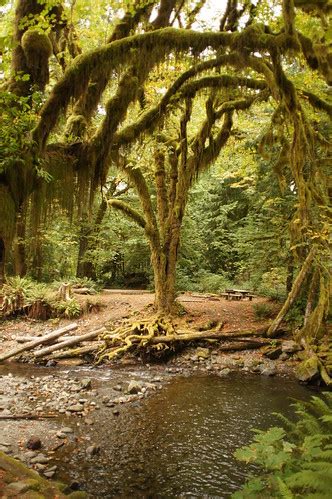 Rainforest | Olympic National Park, Washington. | Tjflex2 | Flickr