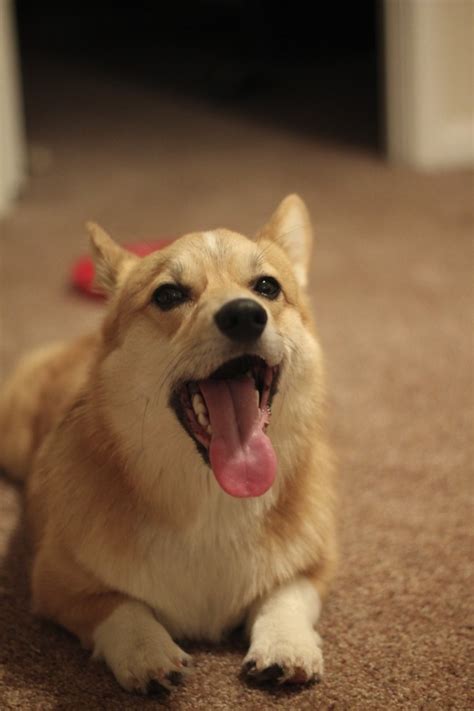 OCD: Obsessive Corgi Disorder, washthecorgi: Wash refusing to go to bed (0_o) I...