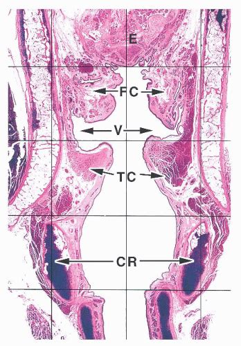 Larynx Histology