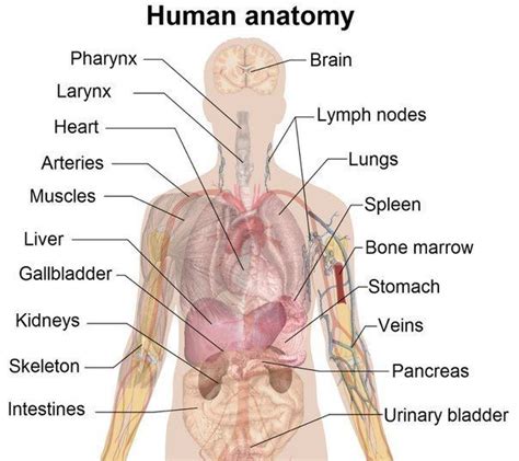 Human anatomy #English #Vocabulary | Human body organs, Human body diagram, Human body anatomy