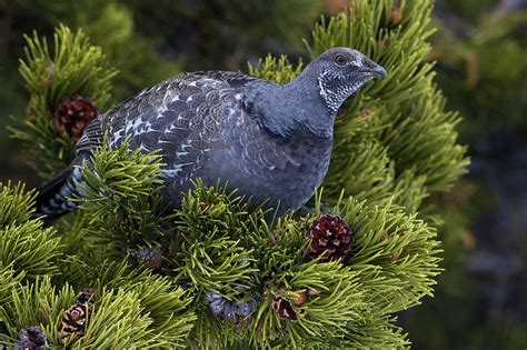 Dusky (blue) Grouse Photograph by Ken Archer | Pixels