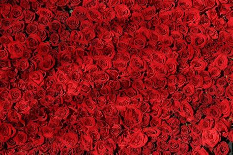 red roses, cards, heart's desire, 3d, blender, rose wallpaper | Pikist