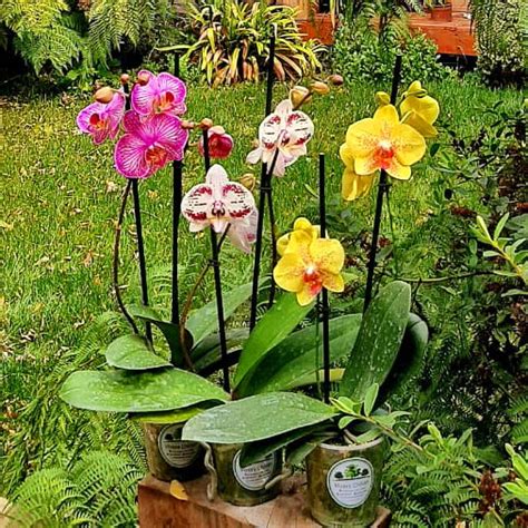 Orquídeas (Mediana) – Vivero Chillan | Árboles y Plantas Ornamentales