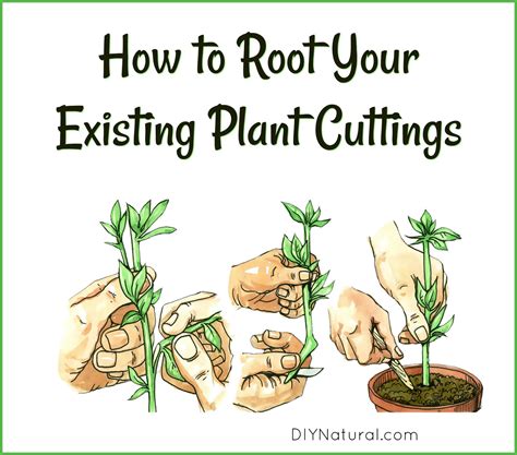 How to Root Plant Cuttings: My 4 Step Process for Rooting Plant Cuttings