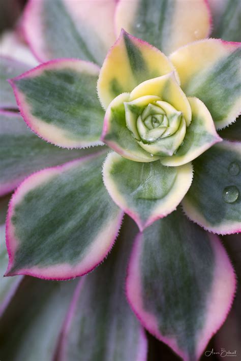 Macro Photography Tips for Capturing the Beauty of Desert Plants