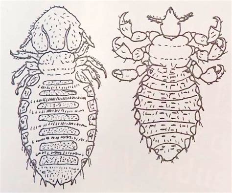 Types of Lice - LiceBoss