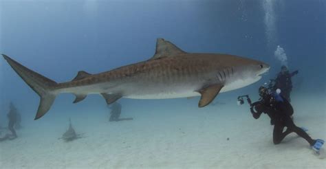 Cindy, Tiger Shark. - Tiger Shark Diving in the Bahamas