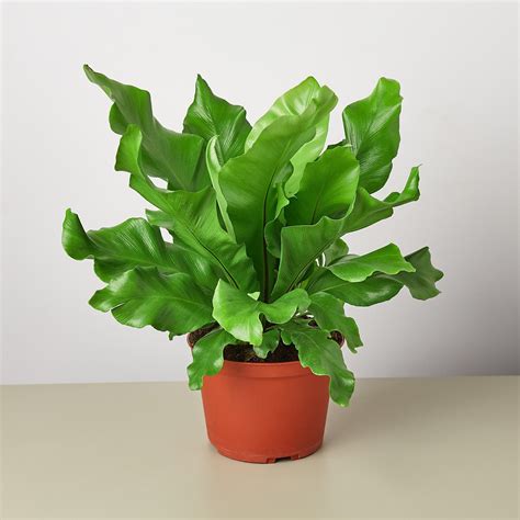 Bird's Nest 'Nidus' Fern - 6" Pot - Walmart.com