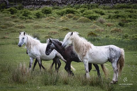 Eriskay Pony — The Pixel Nomad