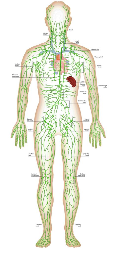 The Best Lymphatic Drainage System Diagram Ideas - Bigmantova