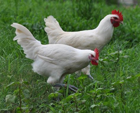 White Bresse | Chicken breeds, Chickens backyard, Beautiful chickens