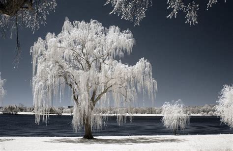 Infrared Photography of Nature - XciteFun.net