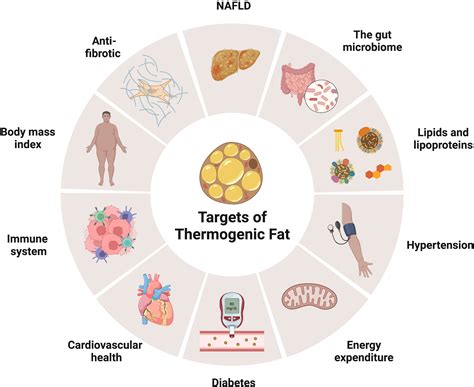 Frontiers | Thermogenic adipose tissue in energy regulation and metabolic health