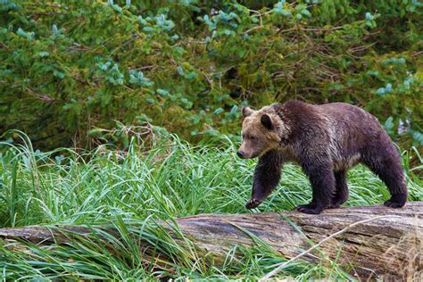 British Columbia Wildlife | Original Travel - Original Travel