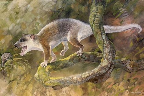 Ancient Marsupial Relative Was Tree-Climbing Oddball | Live Science