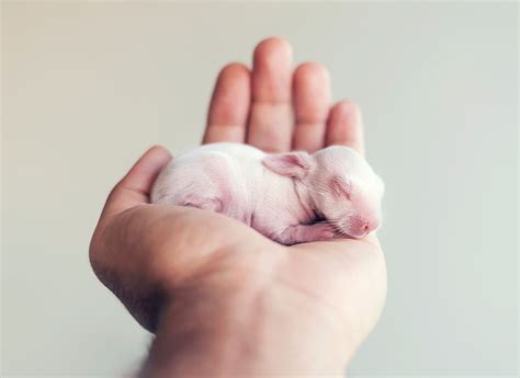 I Did A Newborn Photo Shoot With My Baby Bunny | Bored Panda