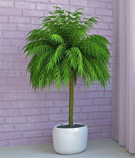 Indoor Palm Trees | Indoor Citrus and Fruit Trees