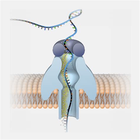 Nanopore DNA Sequencing