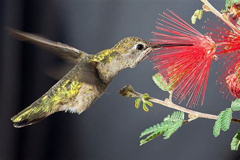 What Is a Hummingbird? - Appearance and Behavior