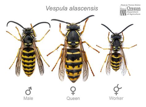 Yellowjackets - Vespula alascensis (vulgaris) castes | Flickr