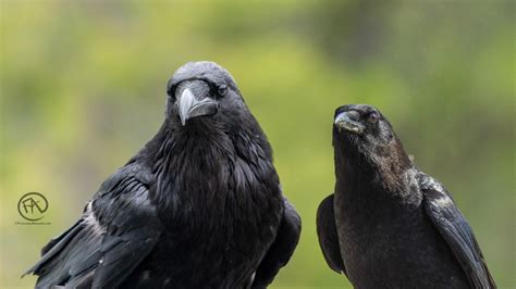 American Crow vs Common Raven Identification