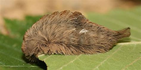 One of the most venomous caterpillars in the U.S. spotted in Georgia ...