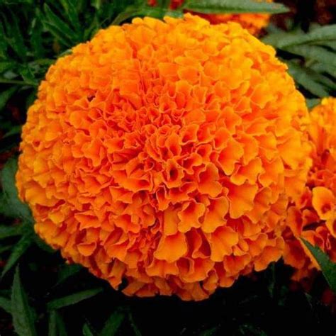 Marigold seeds online