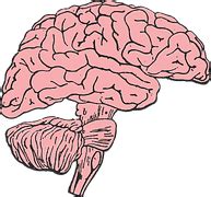 Free vector graphic: Brain, Hemispheres, Drawn Brain - Free Image on Pixabay - 1602757