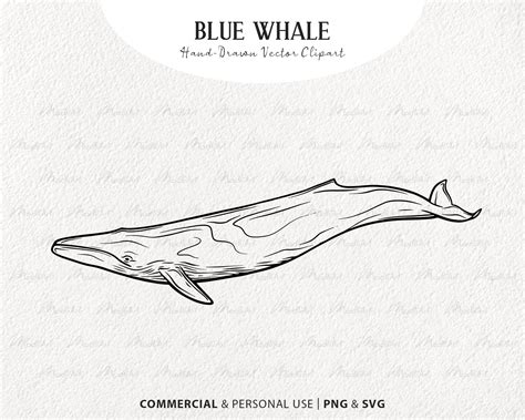 Blue Whale Illustration