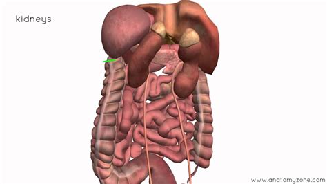 Peritoneal Cavity - Part 4 - Intraperitoneal and Retroperitoneal Organs - Anatomy Tutorial - YouTube