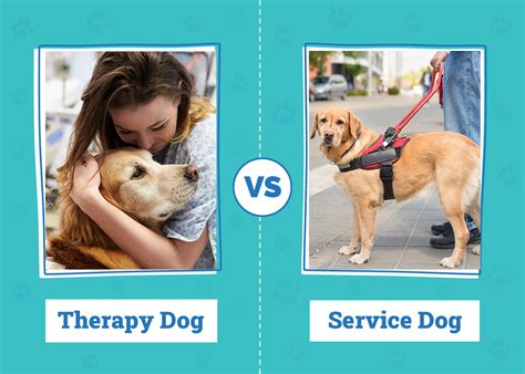 Therapy Dog vs Service Dog: Vet-Verified Differences – Dogster