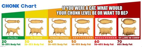 Cat Chonk Chart - Imgflip