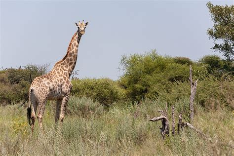 Koen Frantzen | Nature Photography - South African Giraffe (Giraffa ...