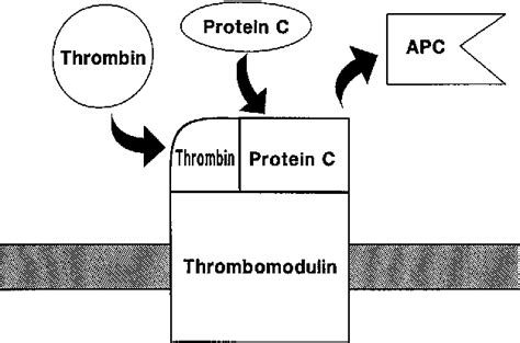 Figure 1 from Structure and function of thrombomodulin: a natural ...