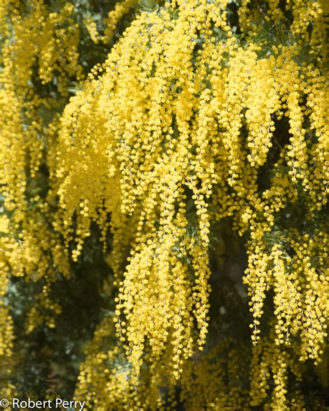 Cootamundra wattle + cv - Inland Valley Garden Planner | Australian flowers, Garden planner ...