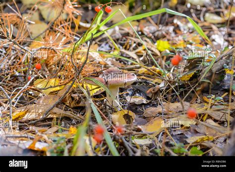 Edible mushroom, Fungi Stock Photo - Alamy