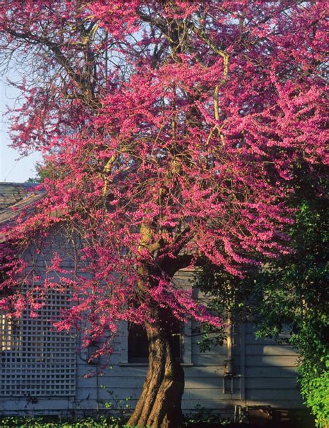 California Redbud - American Forests